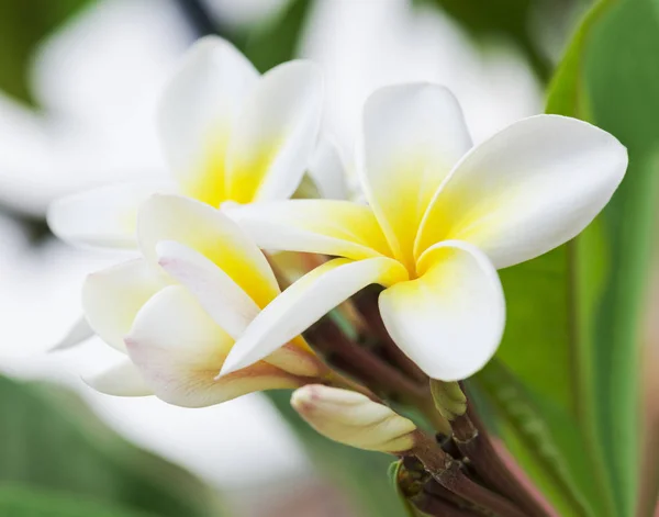 プルメリアやプルメリアの白い花の純度 熱帯の木の花 選択と集中 — ストック写真