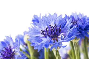 Beyaz arka plan üzerinde izole mavi Peygamber buket. Seçici odak