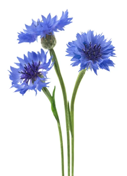 Drie Blauwe Bloemen Van Een Korenbloem Geïsoleerd Een Witte Achtergrond — Stockfoto