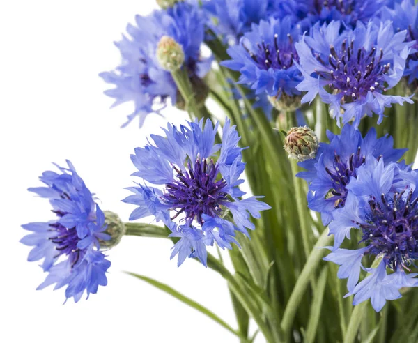 Beyaz arka plan üzerinde izole mavi Peygamber buket. Seçici odak