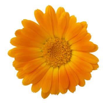  Çiçekler Calendula (Calendula officinalis, Bahçe kadife çiçeği, İngilizce kadife çiçeği). Tıbbi bitki. Seçici odak