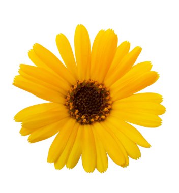 Çiçekler Calendula (Calendula officinalis, Bahçe kadife çiçeği, İngilizce kadife çiçeği). Tıbbi bitki. Seçici odak