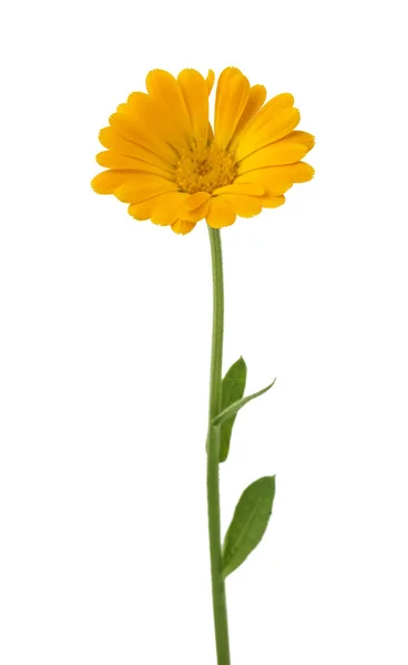 テキストのためのスペースと 白地に葉キンセンカ カレンデュラ オフィシナリス ポットマリーゴールド 庭のマリーゴールド 英語マリーゴールド の花 薬効があるハーブ 選択と集中 ストック写真 C Ulkan テキストのためのスペースと 白地に葉キンセンカ カレンデュラ オフィシナリス ポットマリーゴールド 庭のマリーゴールド 英語マリーゴールド の花 薬効があるハーブ 選択と集中 ストック写真 C Ulkan