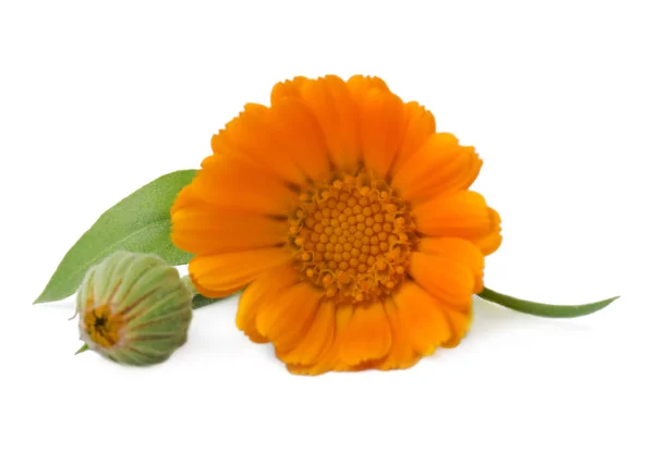 Blommor Med Blad Ringblomma Calendula Officinalis Trädgård Ringblomma Engelska Ringblomma — Stockfoto