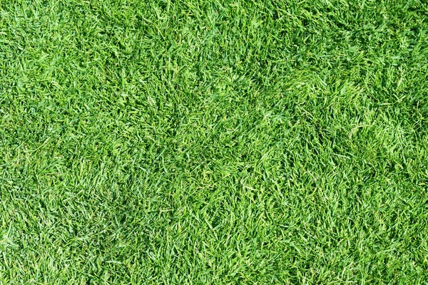 Grünes Frisch Gemähtes Gras Kann Als Hintergrund Verwendet Werden Selektiver — Stockfoto