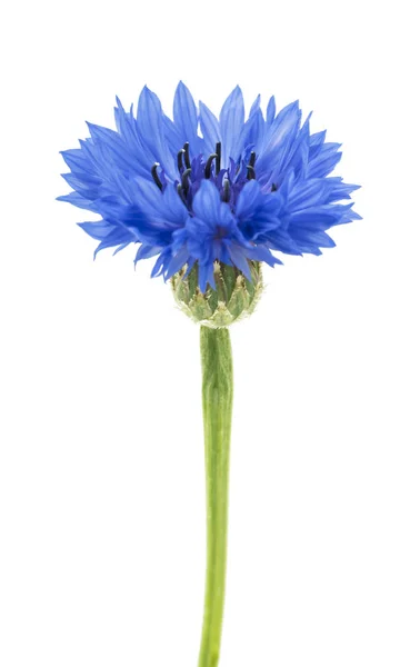 Beautiful Blue Cornflower Isolated White Background Selective Focus — Stock Photo, Image