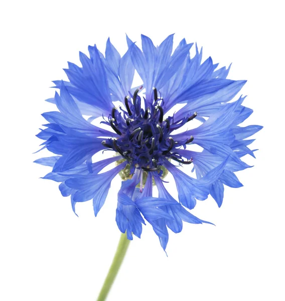 Cornflower Azul Bonito Isolado Fundo Branco Foco Seletivo — Fotografia de Stock