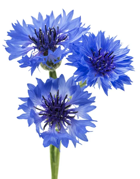 Drie Blauwe Bloemen Van Een Korenbloem Geïsoleerd Een Witte Achtergrond — Stockfoto