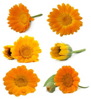 Kadife çiçeği çiçek ile büyük seçim izole üzerinde beyaz arka plan bırakır