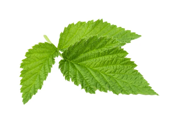 Raspberry Leaf Isolated White Background — Stock Photo, Image