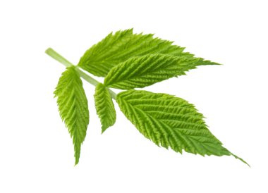 Ahududu yaprağı beyaz arkaplanda izole edildi.