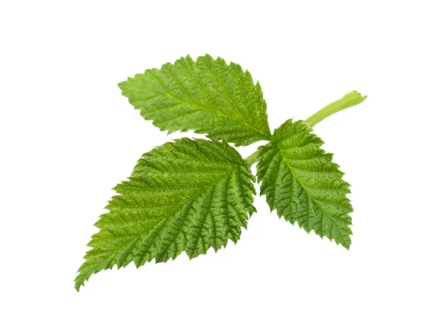 Hoja Frambuesa Aislada Sobre Fondo Blanco — Foto de Stock