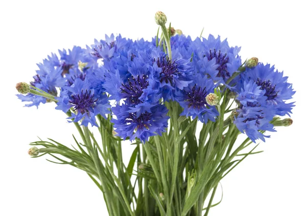 Boeket Van Blauwe Korenbloemen Geïsoleerd Een Witte Achtergrond Selectieve Aandacht — Stockfoto