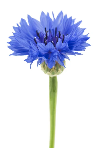 Cornflower Branco Isolado Fundo Branco Foco Seletivo — Fotografia de Stock