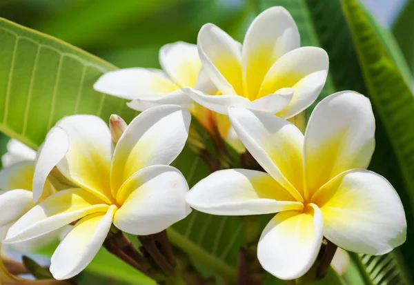 Pureza Das Flores Brancas Plumeria Frangipani Flor Árvore Tropical Foco — Fotografia de Stock