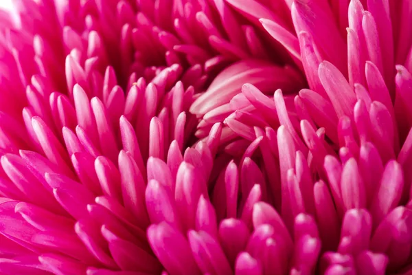 Close Van Het Bloemblaadje Van Bloem Roze Aster — Stockfoto