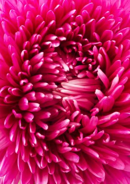 Pembe aster çiçek yaprağı kadar kapatın.