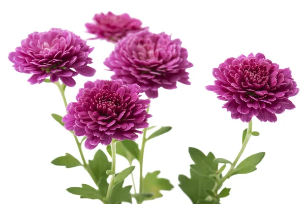 Рожеві Квіти Хризантем Ізольовані Вибірковий Фокус — стокове фото