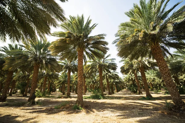 Date Palms African Oasis — Stock Photo, Image