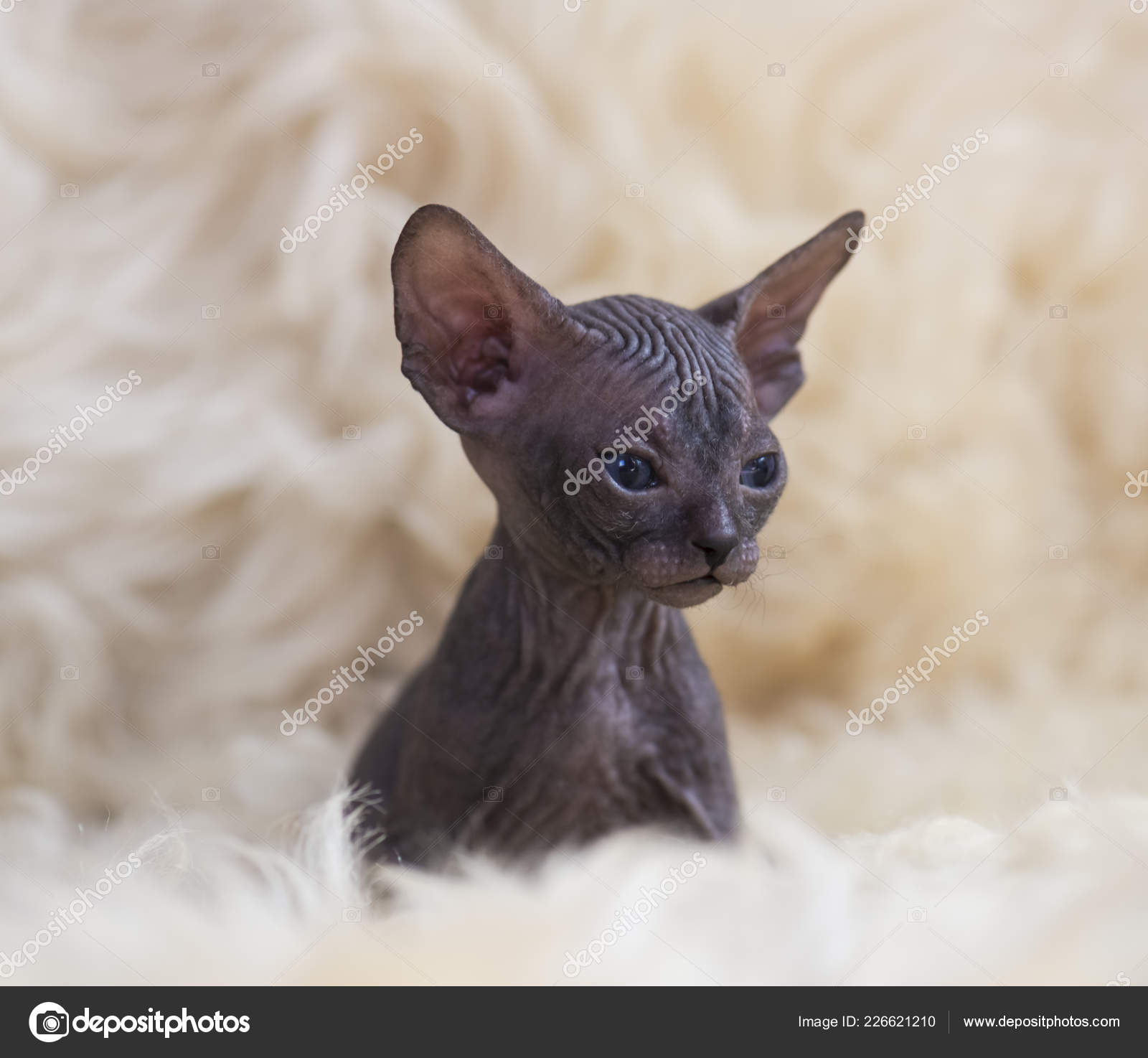 Photos De Chat Sans Poil Images De Chat Sans Poil Depositphotos Photos De Chat Sans Poil Images De Chat Sans Poil Depositphotos