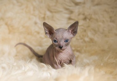Sfenks oyun oynayan neşeli kedi doğurmak. Seçici odak