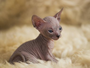 Sfenks oyun oynayan neşeli kedi doğurmak. Seçici odak