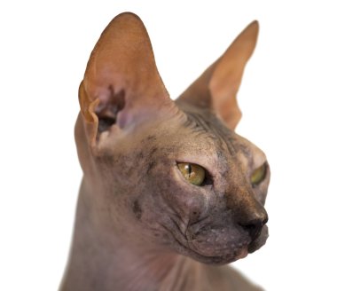 Beyaz arka plan üzerinde izole Kanadalı sphynx