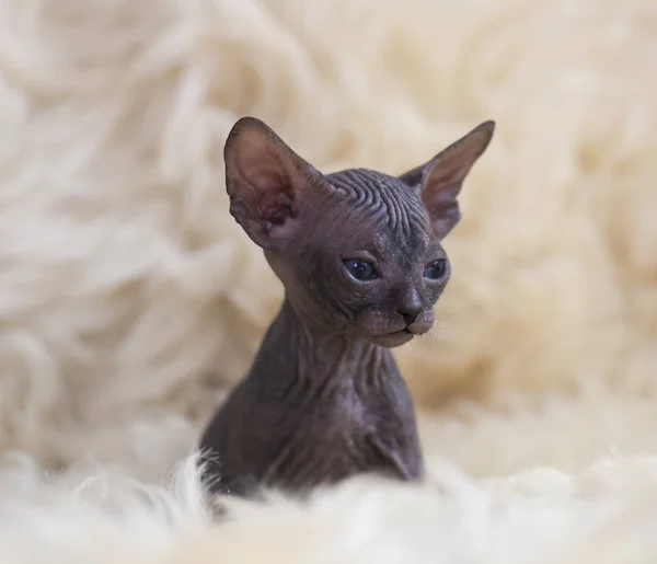 Sphynx Haarlose Katze Auf Stoff Hintergrund — Stockfoto