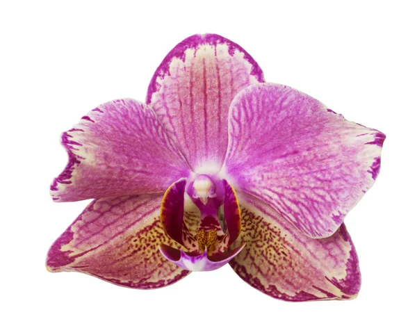 Belle Fleur Rose Orchidée Phalaenopsis Isolée Sur Fond Blanc — Photo