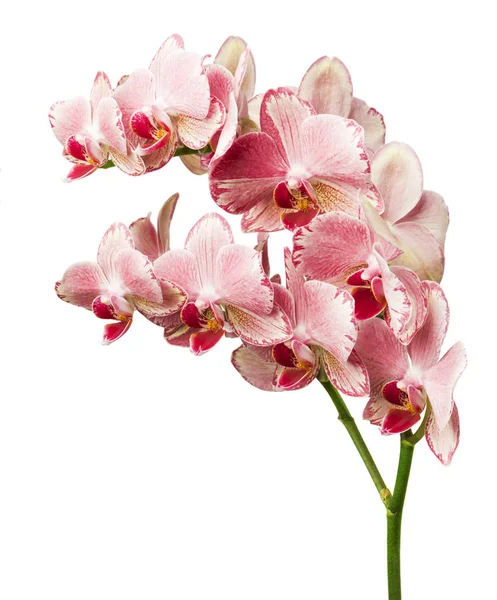 Schöne Rosa Phalaenopsis Orchideenblüten Isoliert Auf Weißem Hintergrund — Stockfoto