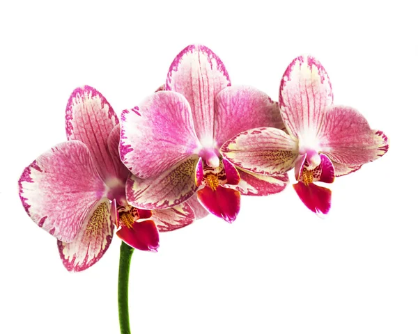 Beautiful Pink Phalaenopsis Orchid Flowers Isolated White Background — Stock Photo, Image