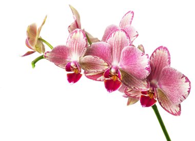 güzel pembe phalaenopsis orkide çiçekler, beyaz arka plan üzerinde izole