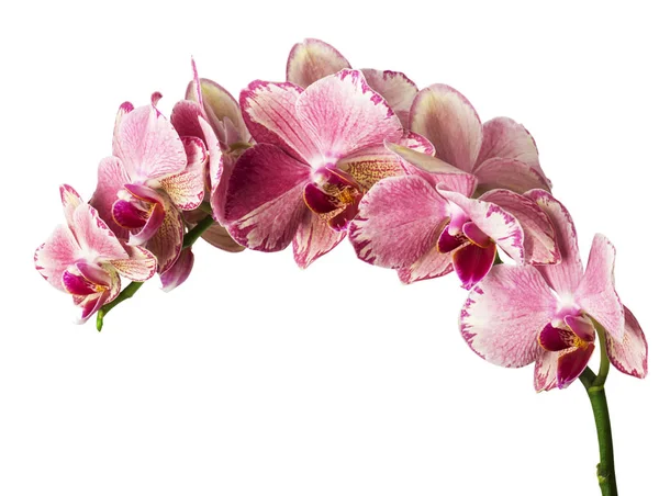 Belas Flores Orquídea Falaenopsis Rosa Isolado Fundo Branco — Fotografia de Stock