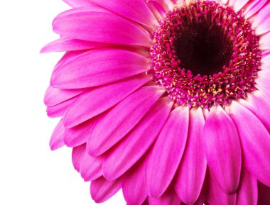 Beyaz arkaplanda izole edilmiş pembe gerbera çiçeği
