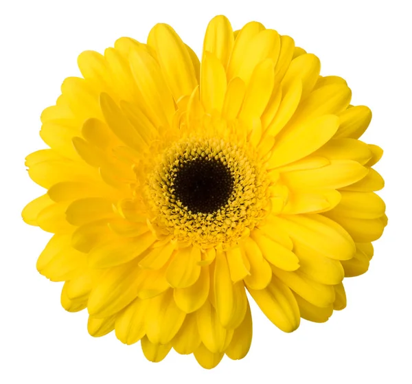 Vibrante Gerbera Giallo Brillante Fiore Margherita Fioritura Isolare Sfondo Bianco — Foto Stock