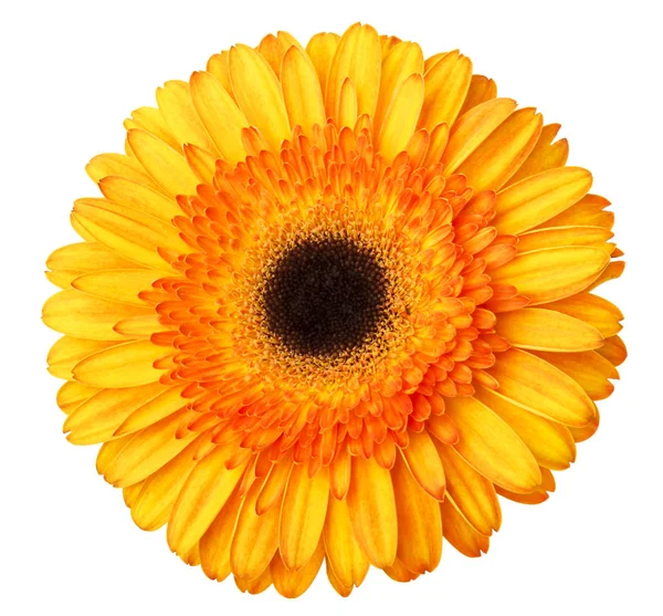 Gerbera Fiore Arancione Giallo Isolato Sfondo Bianco — Foto Stock