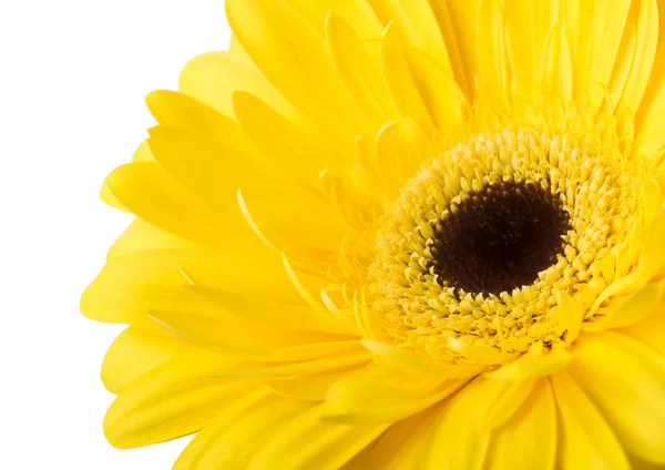 Una Flor Vibrante Gerberas Amarillas Brillantes Que Florece Aislada Sobre —  Fotos de Stock