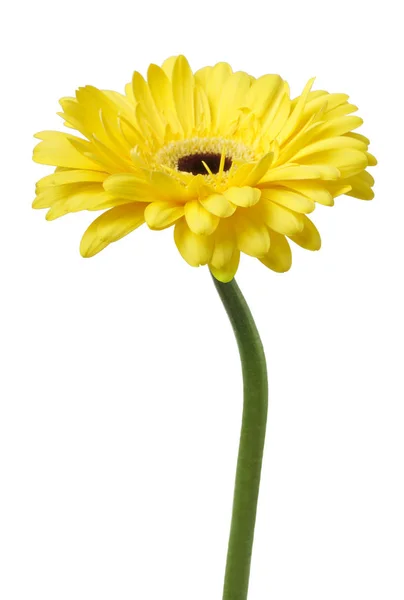 Vibrante Gerbera Giallo Brillante Fiore Margherita Fioritura Isolare Sfondo Bianco — Foto Stock