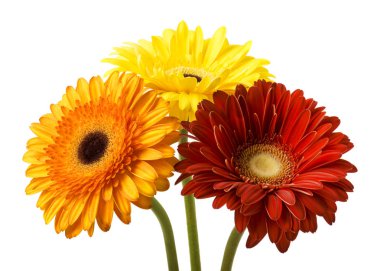 Beyaz arka plan üzerinde izole gerbera buketi çiçek