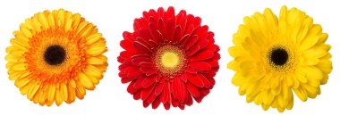 Büyük renkli Gerbera seçimi çiçek (Gerbera jamesonii) izole beyaz arka plan üzerinde. Çeşitli kırmızı, sarı, turuncu