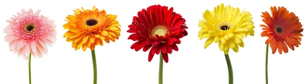 Big Selection Colorful Gerbera Flower Gerbera Jamesonii Isolado Fundo Branco — Fotografia de Stock