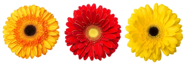 Grande Selezione Fiori Colorati Gerbera Gerbera Jamesonii Isolati Sfondo Bianco — Foto Stock