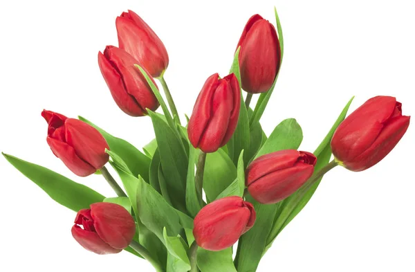 Boeket Van Rode Tulpen Lente Verse Bloemen Mockup Voor Moederdag — Stockfoto