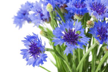 Beyaz arka plan üzerinde izole mavi Peygamber buket. Seçici odak