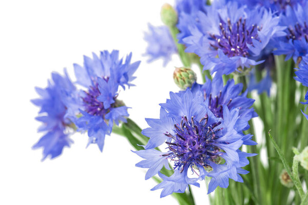 Букет голубых васильковых цветов изолирован на белом фоне. Селективный фокус
