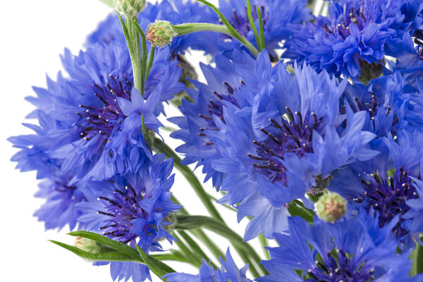 Букет голубых васильковых цветов изолирован на белом фоне. Селективный фокус
