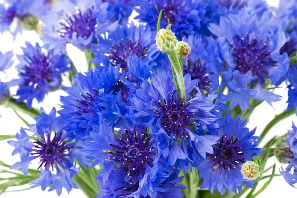 Bouquet Blue Cornflowers Isolated White Background Selective Focus — Stock Photo, Image