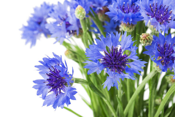 Букет голубых васильковых цветов изолирован на белом фоне. Селективный фокус
