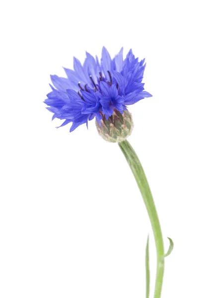 Beautiful Blue Cornflower Isolated White Background Selective Focus — Stock Photo, Image