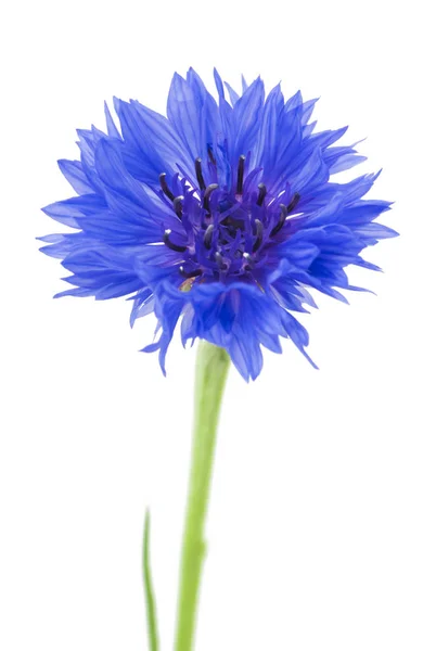 Cornflower Azul Bonito Isolado Fundo Branco Foco Seletivo — Fotografia de Stock